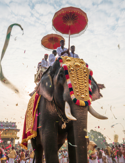 A caparisoned elephant adorned with golden ornaments and colourful garlands at the Thrissur Pooram festival, surrounded by drummers, ceremonial umbrellas, and confetti streamers thumbnail