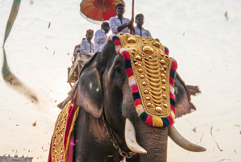 A caparisoned elephant adorned with golden ornaments and colourful garlands at the Thrissur Pooram festival, surrounded by drummers, ceremonial umbrellas, and confetti streamers thumbnail