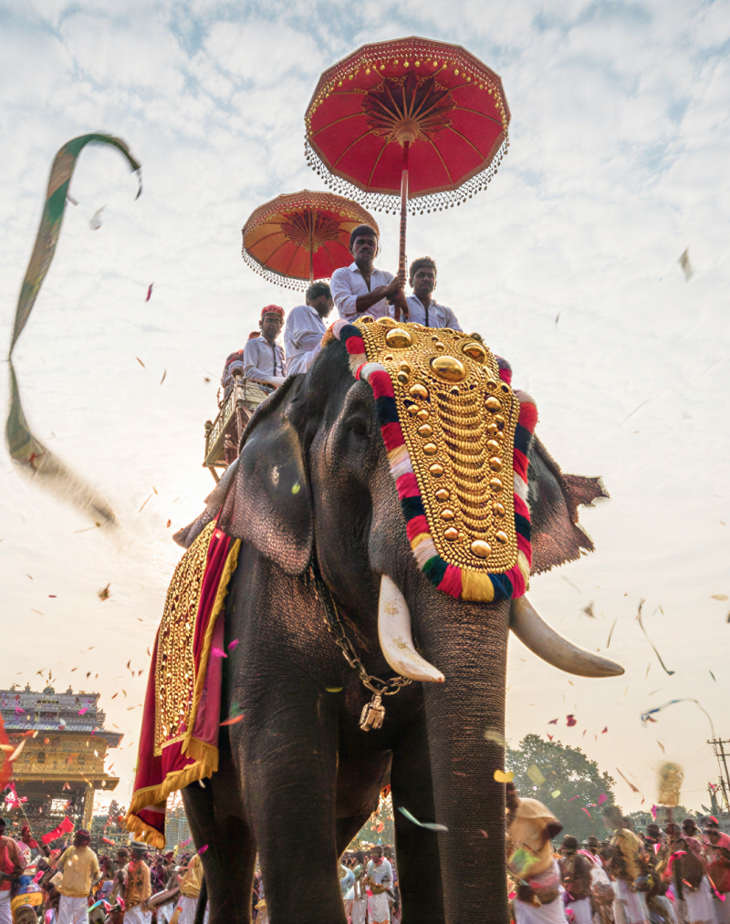 A caparisoned elephant adorned with golden ornaments and colourful garlands at the Thrissur Pooram festival, surrounded by drummers, ceremonial umbrellas, and confetti streamers thumbnail