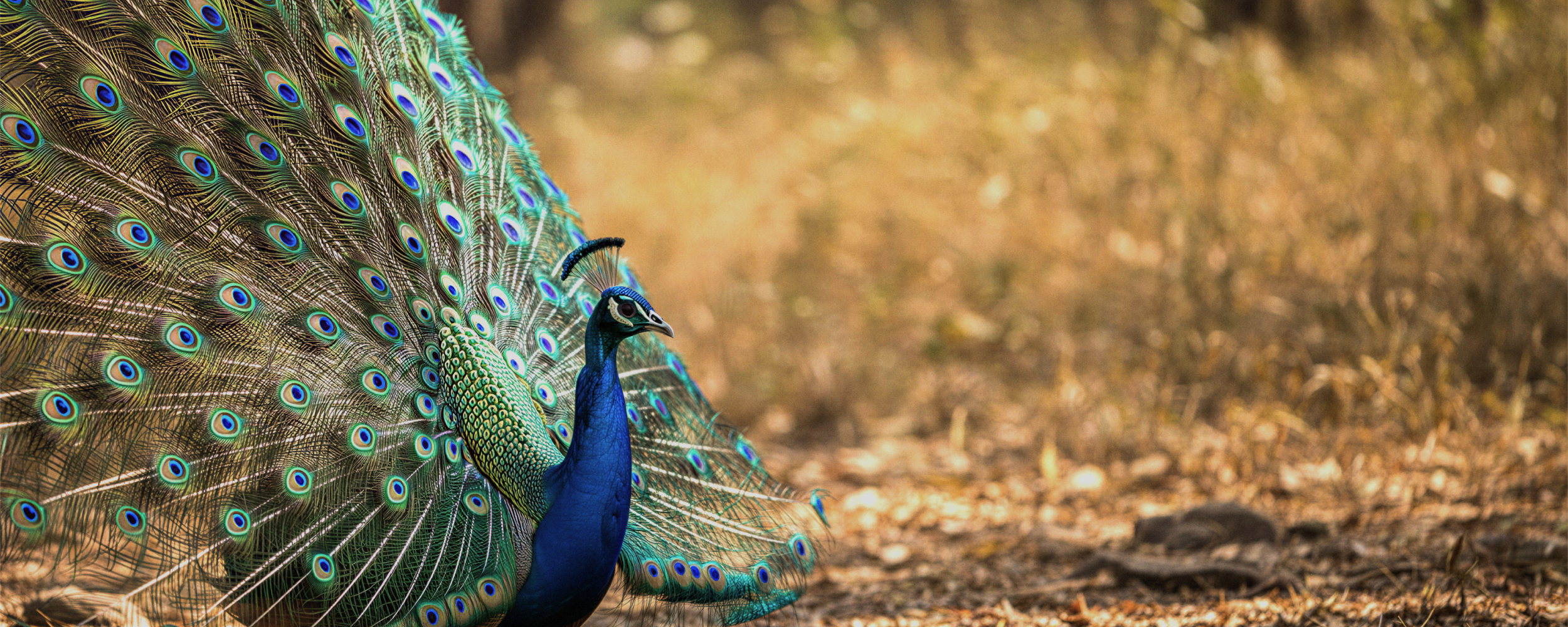 Nature Calls Best Lakes Parks Picnic Spots Near Hyderabad2.5