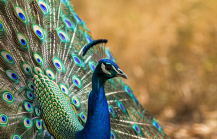 When You Need a Break Nature Spots Near Hyderabad1