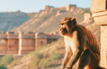 Monkey sitting on a sandstone arch at Galta Ji (Monkey Temple) in Jaipur, overlooking historic temples and hills in warm evening light thumbnail