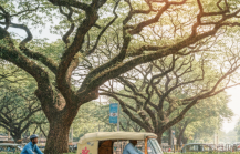 Bangalore travel guide — auto rickshaw and cyclist on a tree lined boulevard with a glass office building visible through the canopy, capturing the city's mix of old and new thumbnail