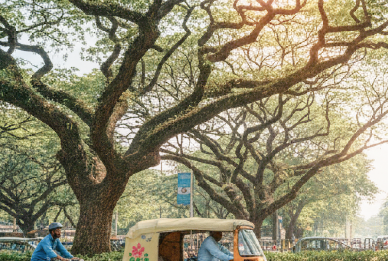 Bangalore travel guide — auto rickshaw and cyclist on a tree lined boulevard with a glass office building visible through the canopy, capturing the city's mix of old and new thumbnail